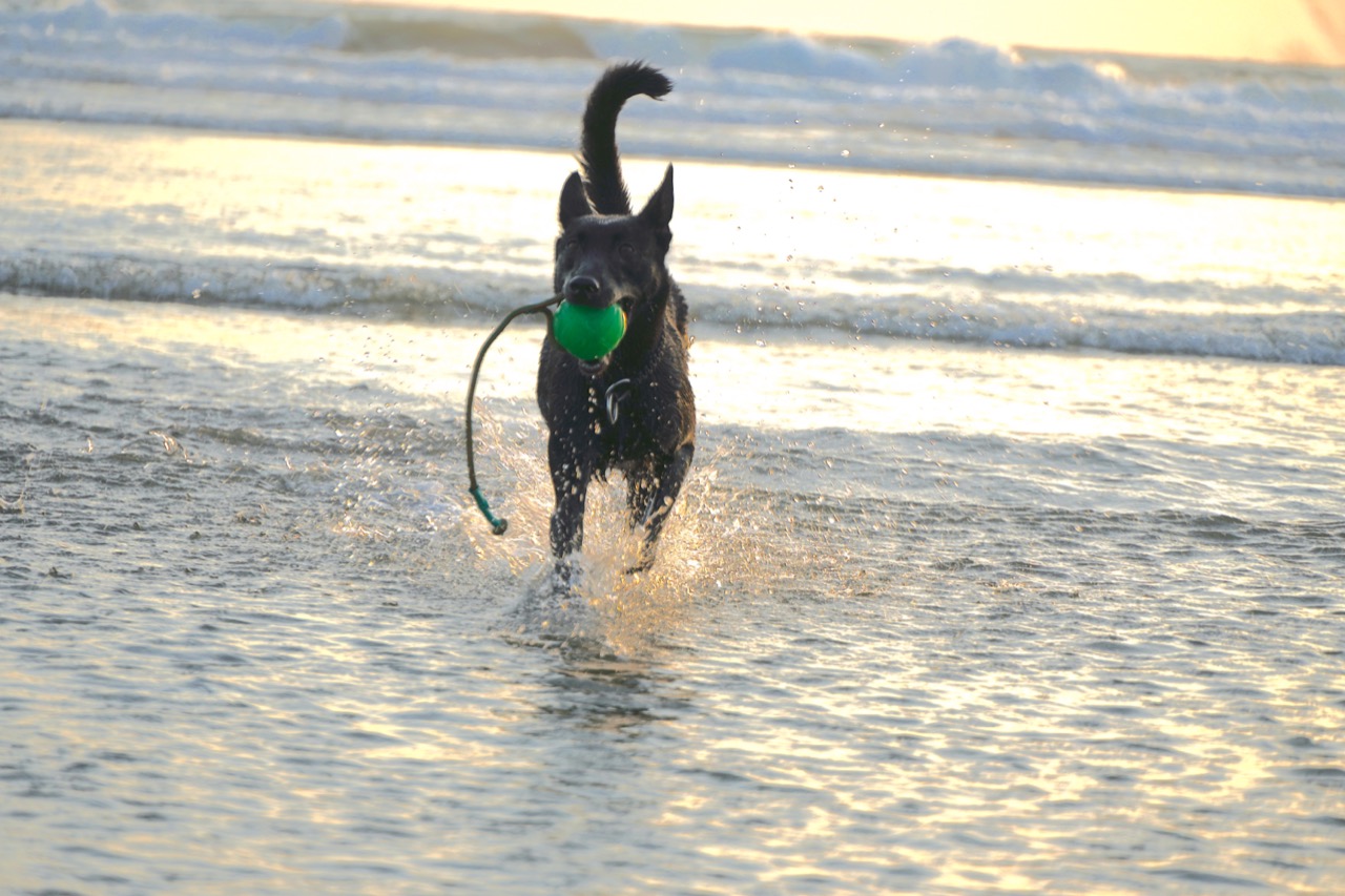 Furventures - Pet Adventures & Events - Photo 9